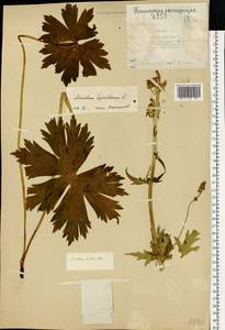 Aconitum septentrionale Koelle, Eastern Europe, Northern region (E1) (Russia)