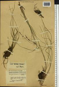 Carex nigra subsp. juncea (Fr.) Soó, Siberia, Baikal & Transbaikal region (S4) (Russia)