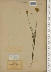 Psephellus trinervius (Willd.) Wagenitz, Caucasus, Krasnodar Krai & Adygea (K1a) (Russia)