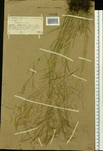 Agrostis clavata Trin., Siberia, Yakutia (S5) (Russia)