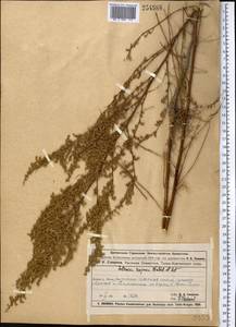 Artemisia scoparia Waldst. & Kit., Middle Asia, Muyunkumy, Balkhash & Betpak-Dala (M9) (Kazakhstan)