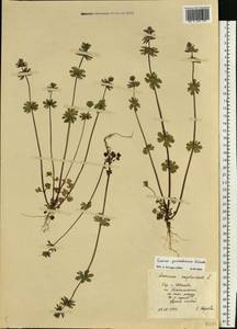 Lamium amplexicaule var. orientale (Pacz.) Mennema, Eastern Europe, Central forest region (E5) (Russia)
