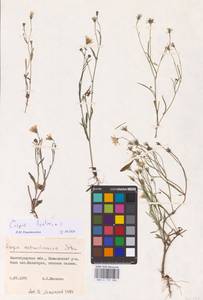 Crepis tectorum L., Eastern Europe, Lower Volga region (E9) (Russia)