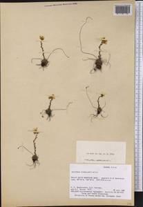 Saxifraga flagellaris, America (AMER) (United States)