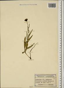 Hieracium umbellatum L., Caucasus, Armenia (K5) (Armenia)
