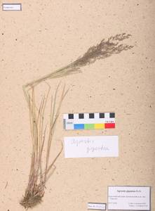 Agrostis gigantea Roth, Siberia, Altai & Sayany Mountains (S2) (Russia)