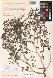 Atriplex sibirica L., Eastern Europe, Moscow region (E4a) (Russia)