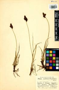 Carex melananthiformis Litv., Siberia, Baikal & Transbaikal region (S4) (Russia)