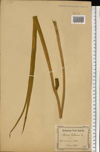 Acorus calamus L., Eastern Europe, North Ukrainian region (E11) (Ukraine)