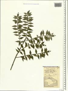 Ruscus aculeatus L., Crimea (KRYM) (Russia)