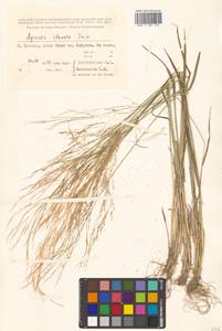 Agrostis clavata Trin., Siberia, Russian Far East (S6) (Russia)