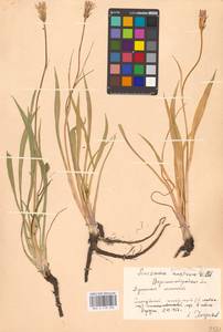 Scorzonera parviflora Jacq., Eastern Europe, North Ukrainian region (E11) (Ukraine)