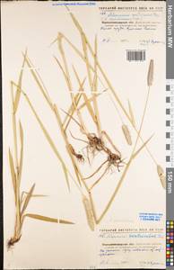Alopecurus arundinaceus Poir., Eastern Europe, North Ukrainian region (E11) (Ukraine)