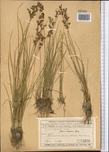 Juncus compressus Jacq., Middle Asia, Muyunkumy, Balkhash & Betpak-Dala (M9) (Kazakhstan)
