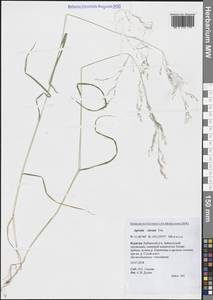 Agrostis clavata Trin., Siberia, Baikal & Transbaikal region (S4) (Russia)