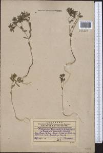 Euphorbia franchetii B.Fedtsch., Middle Asia, Western Tian Shan & Karatau (M3) (Kazakhstan)