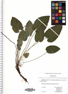 Viola hirta L., Eastern Europe, Eastern region (E10) (Russia)