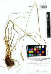 Alopecurus arundinaceus Poir., Siberia, Baikal & Transbaikal region (S4) (Russia)