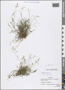 Poa annua L., Siberia, Chukotka & Kamchatka (S7) (Russia)