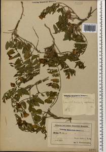Convolvulus arvensis L., Caucasus, Azerbaijan (K6) (Azerbaijan)