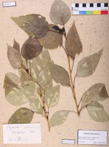 Populus balsamifera L., Siberia, Central Siberia (S3) (Russia)