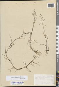 Catabrosa aquatica (L.) P.Beauv., Eastern Europe, Northern region (E1) (Russia)