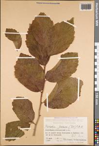 Parrotia persica (DC.) C.A.Mey., Caucasus, Azerbaijan (K6) (Azerbaijan)