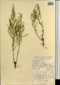 Artemisia scoparia Waldst. & Kit., Mongolia (MONG) (Mongolia)