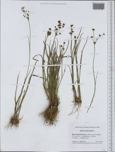 Juncus articulatus L., Eastern Europe, Central forest region (E5) (Russia)