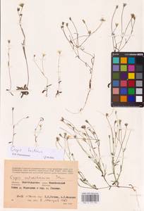 Crepis tectorum L., Eastern Europe, Lower Volga region (E9) (Russia)