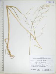 KHA5319, Glyceria lithuanica (Gorski) Gorski, Siberia, Russian Far East (S6) (Russia)