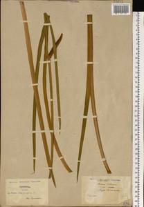 Acorus calamus L., Eastern Europe, North Ukrainian region (E11) (Ukraine)