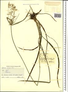 Cyperus esculentus L., Caucasus, Abkhazia (K4a) (Abkhazia)