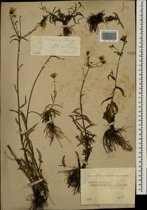 Hieracium umbellatum L., Eastern Europe, Central forest region (E5) (Russia)