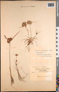 Cyperus flavescens L., South Asia, South Asia (Asia outside ex-Soviet states and Mongolia) (ASIA) (India)