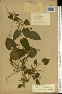 Viola hirta L., Eastern Europe, North Ukrainian region (E11) (Ukraine)