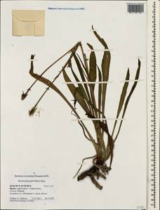 Scorzonera parviflora Jacq., Crimea (KRYM) (Russia)