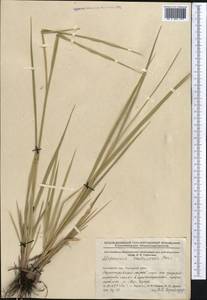 Alopecurus arundinaceus Poir., Middle Asia, Northern & Central Kazakhstan (M10) (Kazakhstan)