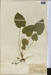 Viola hirta L., Middle Asia, Western Tian Shan & Karatau (M3) (Uzbekistan)