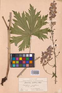Aconitum septentrionale Koelle, Eastern Europe, Middle Volga region (E8) (Russia)
