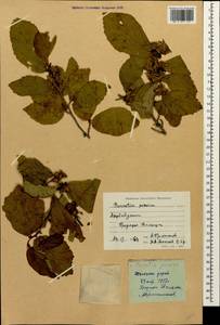 Parrotia persica (DC.) C.A.Mey., Caucasus, Azerbaijan (K6) (Azerbaijan)
