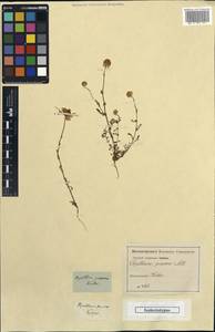 Pyrethrum praecox, Unclassified