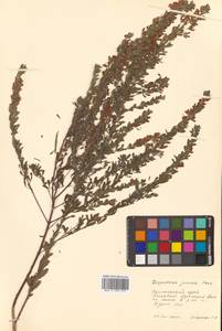 Lespedeza juncea (L.f.) Pers., Siberia, Russian Far East (S6) (Russia)