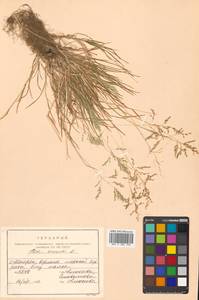 Poa annua L., Siberia, Russian Far East (S6) (Russia)