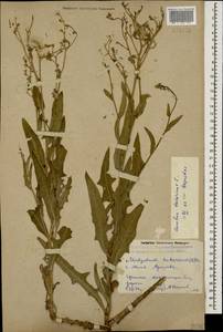 Lactuca tatarica (L.) C. A. Mey., Caucasus, Dagestan (K2) (Russia)