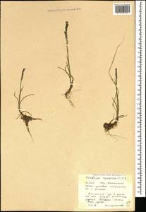 Catabrosa aquatica (L.) P.Beauv., Caucasus, South Ossetia (K4b) (South Ossetia)