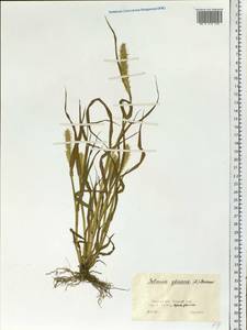 Setaria pumila (Poir.) Roem. & Schult., Siberia, Western Siberia (S1) (Russia)