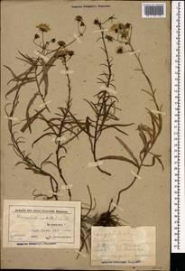 Hieracium umbellatum L., Eastern Europe, Belarus (E3a) (Belarus)