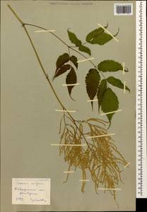 Aruncus dioicus var. kamtschaticus (Maxim.) Hara, Caucasus, Stavropol Krai, Karachay-Cherkessia & Kabardino-Balkaria (K1b) (Russia)