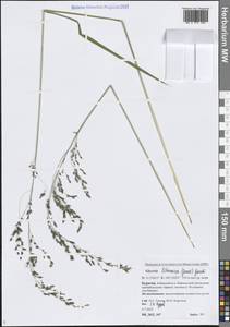 Glyceria lithuanica (Gorski) Gorski, Siberia, Baikal & Transbaikal region (S4) (Russia)